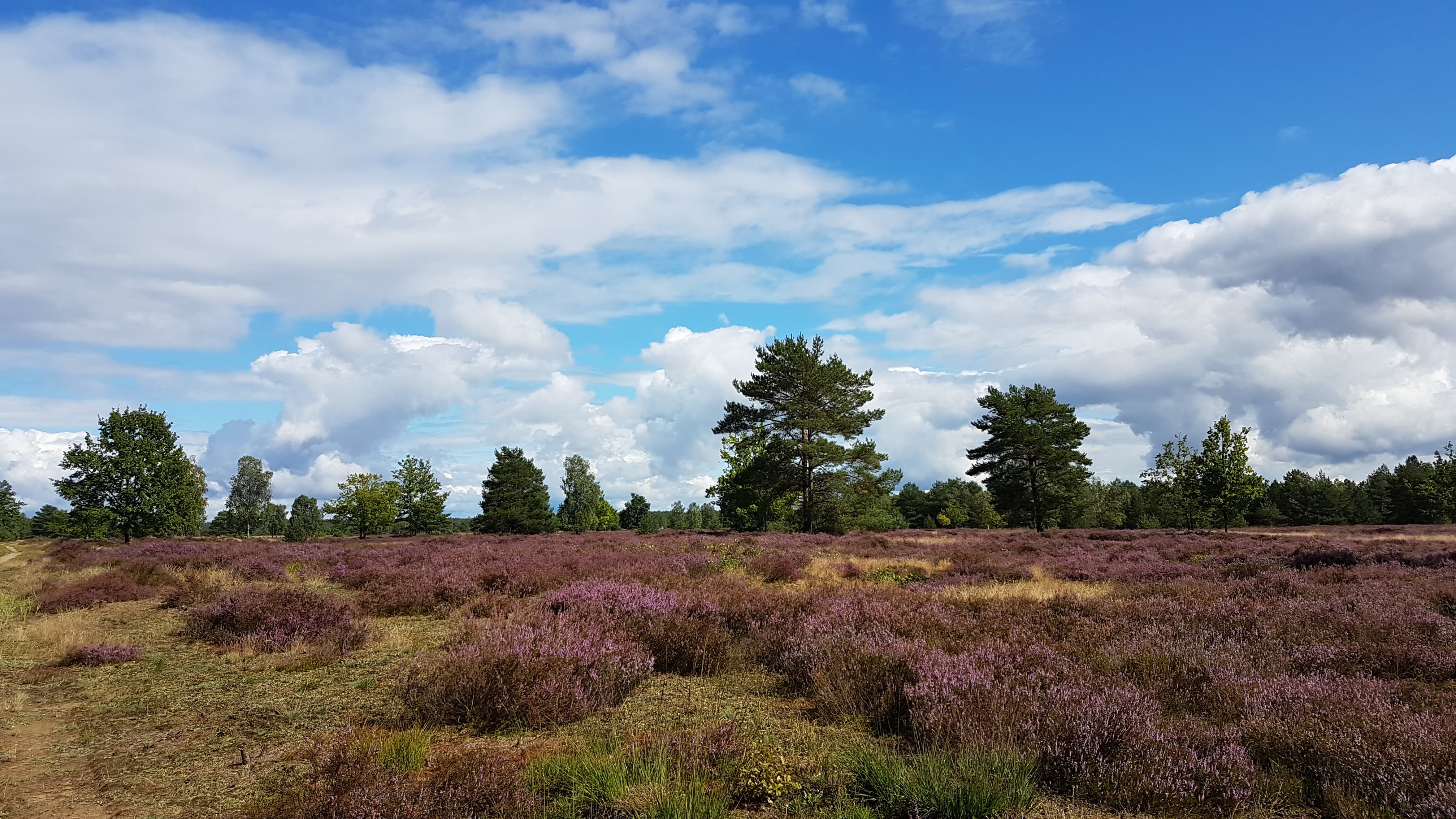 Spazierweg Ludwigsluster-Grabower Heide